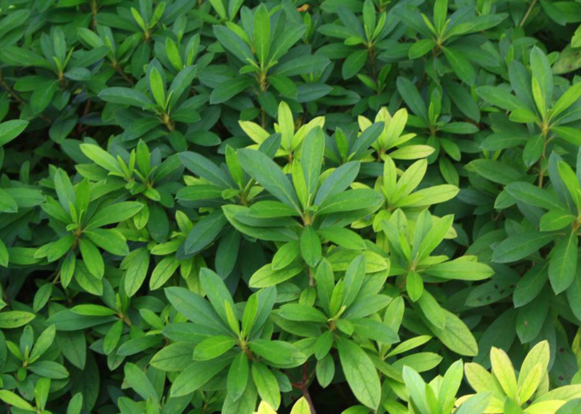肥料行業(yè)新寵——液體肥，大勢所趨